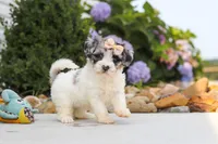 Cuddles, a female Havapoo for sale in Millersburg, OH – 8 of 10