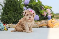 Chloe, a female Havapoo for sale in Millersburg, OH – 7 of 10