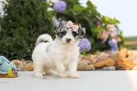 Cuddles, a female Havapoo for sale in Millersburg, OH – 7 of 10