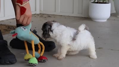 Cuddles, a female Havapoo for sale in Millersburg, OH – 10 of 10
