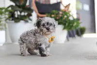 Buddy, a male Havapoo for sale in Millersburg, OH – 8 of 10