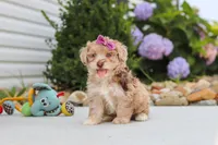 Claire, a female Havapoo for sale in Millersburg, OH – 4 of 10