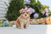 Chloe, a female Havapoo for sale in Millersburg, OH – 3 of 10
