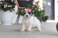 Cuddles, a female Havapoo for sale in Millersburg, OH – 6 of 10