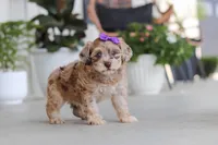 Chloe, a female Havapoo for sale in Millersburg, OH – 4 of 10