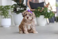 Chloe, a female Havapoo for sale in Millersburg, OH – 6 of 10