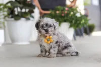 Buddy, a male Havapoo for sale in Millersburg, OH – 2 of 10