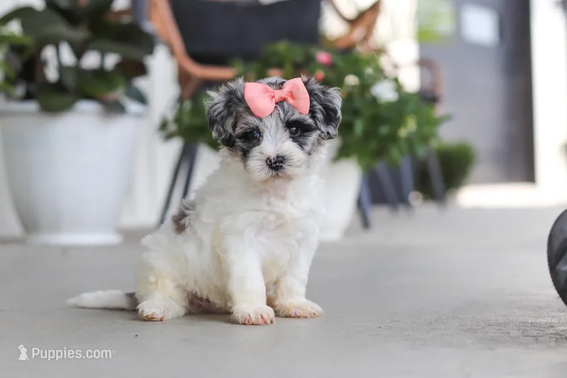 Cuddles – Havapoo puppy for sale in Millersburg, OH