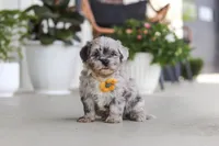 Buddy, a male Havapoo for sale in Millersburg, OH – 7 of 10
