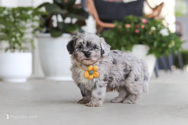 Buddy – Havapoo puppy for sale in Millersburg, OH