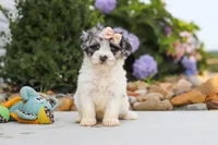 Cuddles, a female Havapoo for sale in Millersburg, OH – 9 of 10