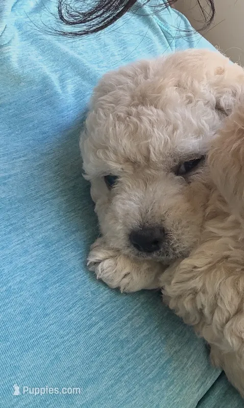 Star  – Poodle - Toy  puppy for sale in Delhi, CA