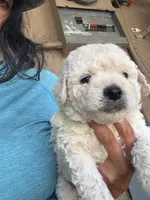 Sol , a male Poodle - Toy  for sale in Delhi, CA – 2 of 2