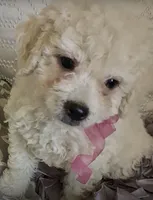 Star , a female Poodle - Toy  for sale in Delhi, CA – 3 of 3