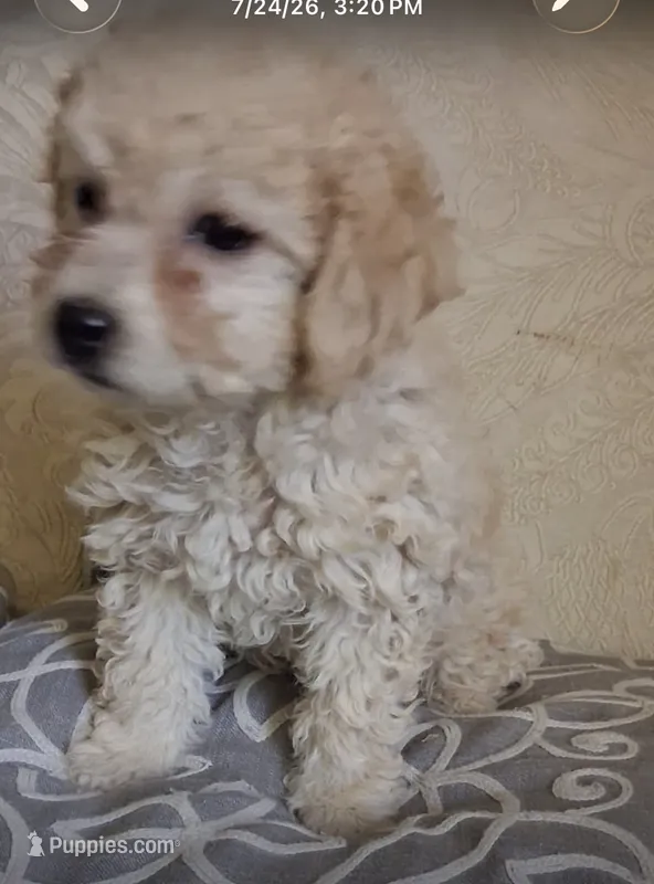 Nube  – Poodle - Toy  puppy for sale in Delhi, CA