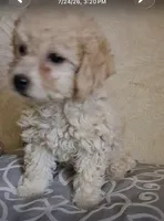 Nube , a female Poodle - Toy  for sale in Delhi, CA – 1 of 3