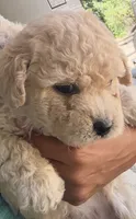 Nube , a female Poodle - Toy  for sale in Delhi, CA – 3 of 3
