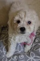 Star , a female Poodle - Toy  for sale in Delhi, CA – 2 of 3