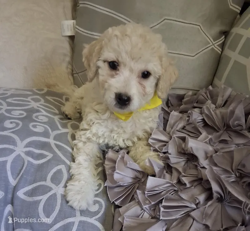 Sol  – Poodle - Toy  puppy for sale in Delhi, CA