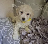 Sol , a male Poodle - Toy  for sale in Delhi, CA – 1 of 2