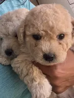 Nube , a female Poodle - Toy  for sale in Delhi, CA – 2 of 3