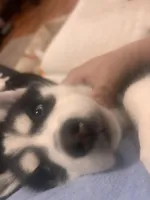 Willow , a female Siberian Husky for sale in Chelsea, MA – Photo 2 of 4