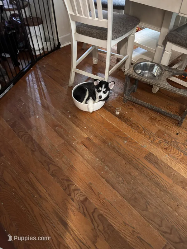 Willow  – Siberian Husky puppy for sale in Chelsea, MA