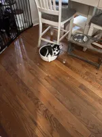 Willow , a female Siberian Husky for sale in Chelsea, MA – Photo 1 of 4