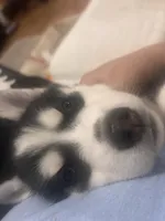 Willow , a female Siberian Husky for sale in Chelsea, MA – Photo 3 of 4