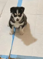 Willow , a female Siberian Husky for sale in Chelsea, MA – Photo 4 of 4