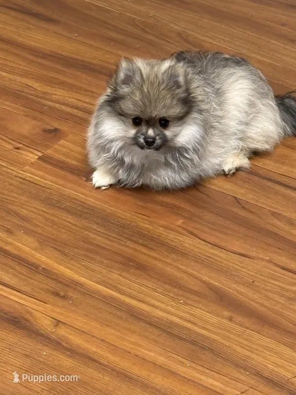 Teddy – Pomeranian puppy for sale in Newellton, LA