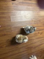 Teddy, a male Pomeranian for sale in Newellton, LA – Photo 4 of 4