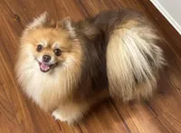 Teddy, a male Pomeranian for sale in Newellton, LA – Photo 2 of 4