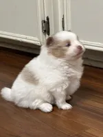 Lucy’s Ethel, a female Pomeranian for sale in Newellton, LA – 3 of 6