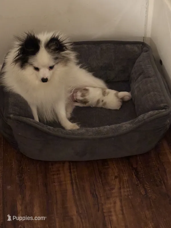 Lucy’s Ethel – Pomeranian puppy for sale in Newellton, LA