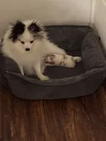 Lucy’s Ethel, a female Pomeranian for sale in Newellton, LA – 1 of 6
