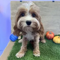 processed/557fa76b-75fe-428b-b3d6-4247559edb7c/facility/9d1e6b99-7841-4fa4-acaf-a106115eb795