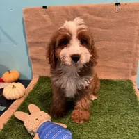 processed/557fa76b-75fe-428b-b3d6-4247559edb7c/facility/d41a0b2c-f372-4c97-b526-ca848e212ba8