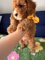 Buddy（toy size）, a male Poodle - Toy  and Miniature Goldendoodle for sale in Covina, CA – 3 of 3