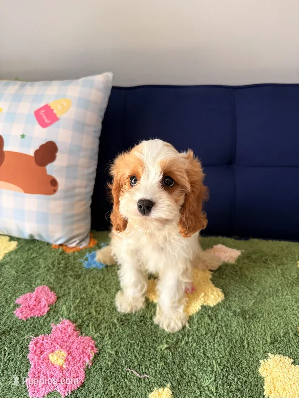 Charlie – Cavapoo, Poodle - Toy  puppy for sale in Covina, CA