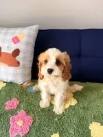 Charlie, a male Cavapoo and Poodle - Toy  for sale in Covina, CA – 1 of 3