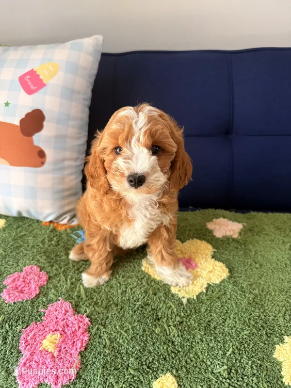 Buddy – Cavapoo, Poodle - Toy  puppy for sale in Covina, CA