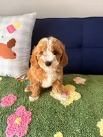 Buddy, a male Cavapoo and Poodle - Toy  for sale in Covina, CA – 1 of 3