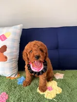 coco, a female Cavapoo and Poodle - Toy  for sale in Covina, CA – 1 of 3