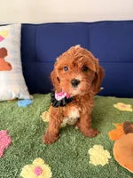 Luna, a female Cavapoo and Poodle - Toy  for sale in Covina, CA – 2 of 3