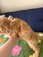 mia（toy size）, a female Poodle - Toy  and Miniature Goldendoodle for sale in Covina, CA – 3 of 3