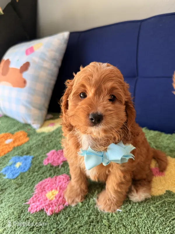 Lucas – Cockapoo, Poodle - Toy  puppy for sale in Covina, CA