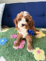 Buddy, a male Cavapoo and Poodle - Toy  for sale in Covina, CA – 2 of 3