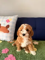 Buddy, a male Cavapoo and Poodle - Toy  for sale in Covina, CA – 2 of 3