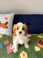 Charlie, a male Cavapoo and Poodle - Toy  for sale in Covina, CA – 3 of 3